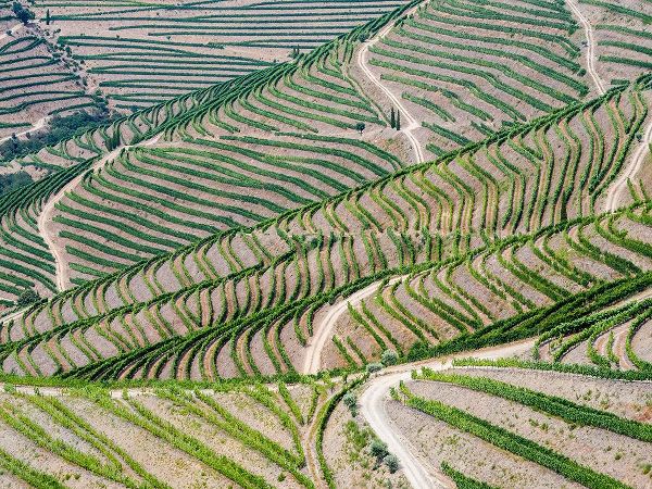 Eggers, Julie 아티스트의 Portugal-Douro Valley-Terraced vineyards lining the hills작품입니다.